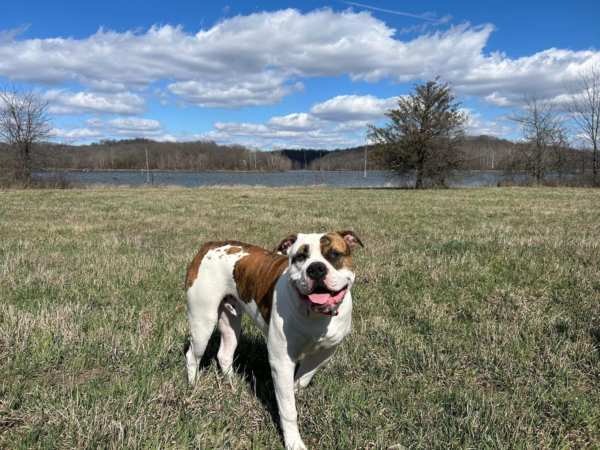 B & B Kennels American Bulldog